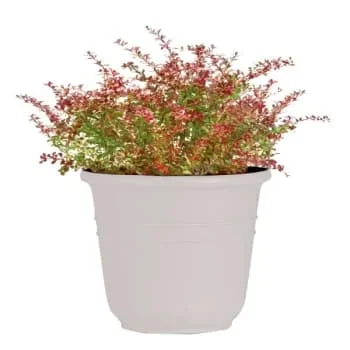 Classic Look Bell Planter, 10-1/2 Diameter, Cement